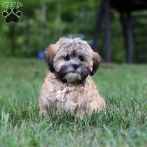 Bryce, Lhasa Apso Puppy